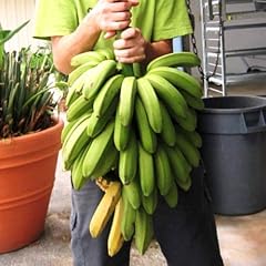 Banana plants fhia for sale  Delivered anywhere in USA 