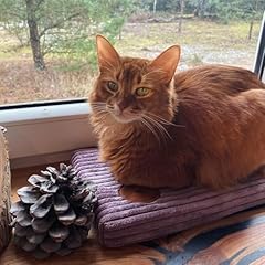 Prime cat window for sale  Delivered anywhere in UK