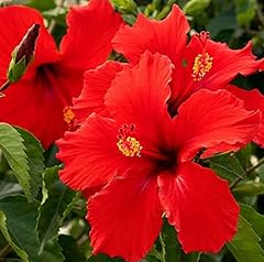 Hawaiian flower plant for sale  Delivered anywhere in USA 