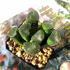 Haworthia maughanii sacred for sale  Delivered anywhere in USA 