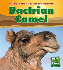Bactrian camel for sale  Delivered anywhere in USA 
