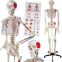 Medical anatomical skeleton for sale  Delivered anywhere in Ireland