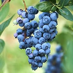 Votaniki neal blueberry for sale  Delivered anywhere in USA 