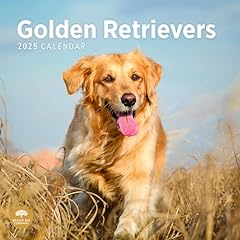 2025 golden retrievers for sale  Delivered anywhere in USA 