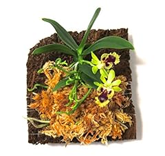 Miniature orchid haraella for sale  Delivered anywhere in USA 