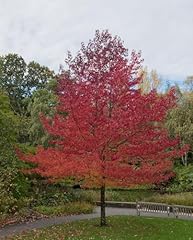 Bareroot sweet gum for sale  Delivered anywhere in USA 