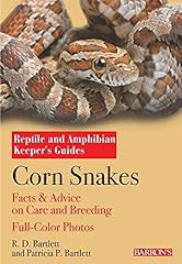 Corn snakes complete for sale  Delivered anywhere in UK