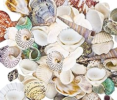85pcs sea shells for sale  Delivered anywhere in USA 