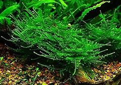 Taiwan moss taxiphyllum for sale  Delivered anywhere in USA 