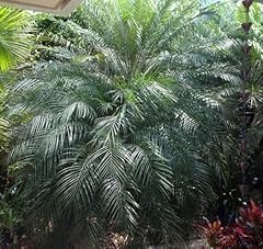 Pygmy date palm for sale  Delivered anywhere in USA 