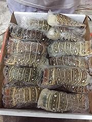 Spiny lobster tail for sale  Delivered anywhere in USA 