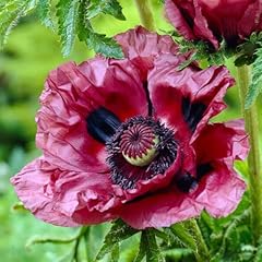 Garden oriental poppy for sale  Delivered anywhere in UK
