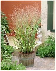 Panicum virgatum rehbraun gebraucht kaufen  Wird an jeden Ort in Deutschland
