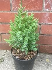 Chinese juniper pyramidalis for sale  Delivered anywhere in UK