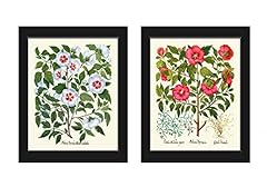 Hollyhock print set for sale  Delivered anywhere in USA 