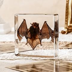 Taxidermy bat real for sale  Delivered anywhere in USA 