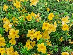 Allamanda bush extra for sale  Delivered anywhere in USA 
