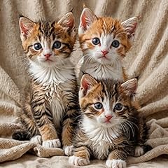 Lovely kittens for sale  Delivered anywhere in UK