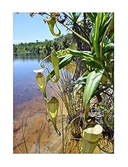 Pcs 10x nepenthes for sale  Delivered anywhere in UK