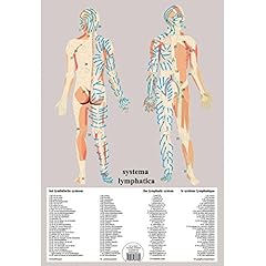 Système lymphatique planche d'occasion  Livré partout en France