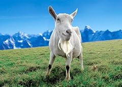 Charming saanen goat for sale  Delivered anywhere in USA 