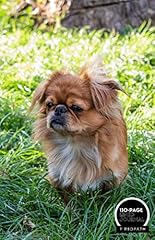 Tibetan spaniel lined for sale  Delivered anywhere in UK