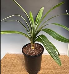 Variegated fire lily for sale  Delivered anywhere in USA 
