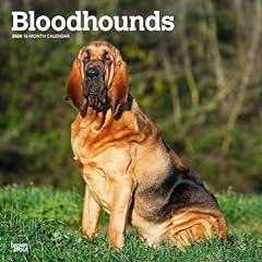 Bloodhounds 2024 inch for sale  Delivered anywhere in USA 