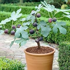 Fig tree chicago for sale  Delivered anywhere in USA 