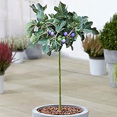 Ficus brown turkey for sale  Delivered anywhere in UK