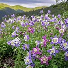 Aquilegia mckana giant for sale  Delivered anywhere in UK