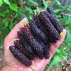 Set pakistan mulberry for sale  Delivered anywhere in USA 