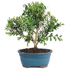 Brussel live harland for sale  Delivered anywhere in USA 