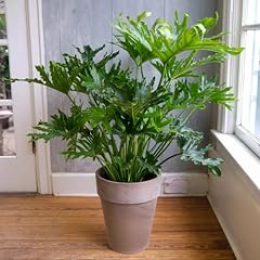 Chuxay garden seeds for sale  Delivered anywhere in USA 