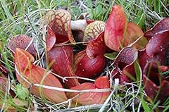 Portal cool sarracenia for sale  Delivered anywhere in UK