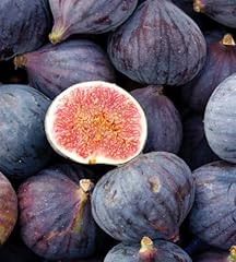 Lsu purple fig for sale  Delivered anywhere in USA 