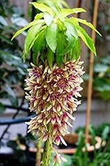 Eucomis bicolor bulbs for sale  Delivered anywhere in Ireland