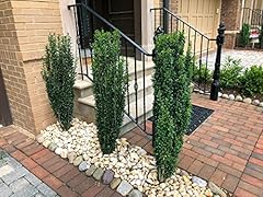 Sky pencil holly for sale  Delivered anywhere in USA 