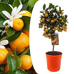 Plant box citrus d'occasion  Livré partout en France