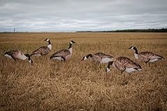 Real geese doz for sale  Delivered anywhere in USA 