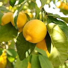 Citrus lemon tree for sale  Delivered anywhere in Ireland