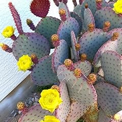 Purple prickly pear for sale  Delivered anywhere in USA 