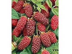 Peragashop rubus tayberry for sale  Delivered anywhere in UK