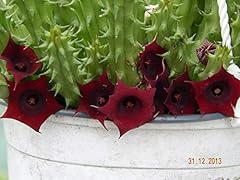 Plat firm germinazione usato  Spedito ovunque in Italia 