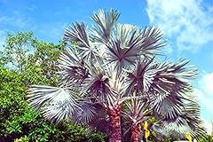 King palm seeds for sale  Delivered anywhere in USA 