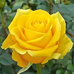 Yellow rose bush for sale  Delivered anywhere in USA 
