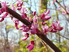 Kanadischer judasbaum cercis gebraucht kaufen  Wird an jeden Ort in Deutschland