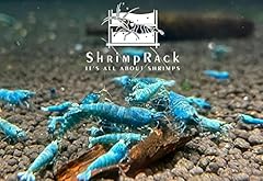 Shrimprack blue bolts for sale  Delivered anywhere in USA 