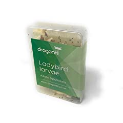Dragonfli ladybird larvae for sale  Delivered anywhere in Ireland