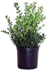 Ilex meserveae china for sale  Delivered anywhere in USA 